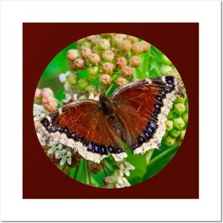 Mourning Cloak Butterfly Photograph Posters and Art